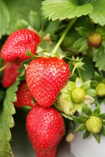 Fraisier