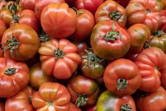 Tomate greffée