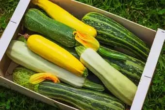 Courgette